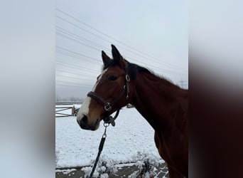 Caballo de Holstein, Yegua, 5 años, 163 cm, Castaño