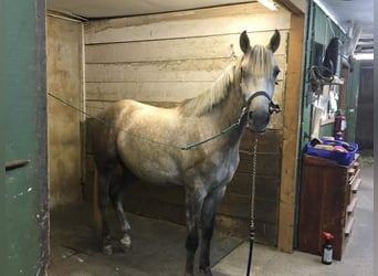 Caballo de Holstein, Yegua, 5 años, 163 cm, Tordo