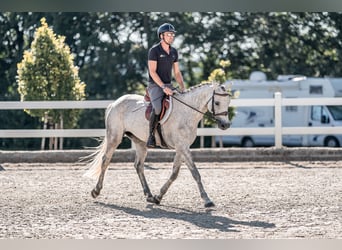 Caballo de Holstein, Yegua, 5 años, 163 cm, Tordo