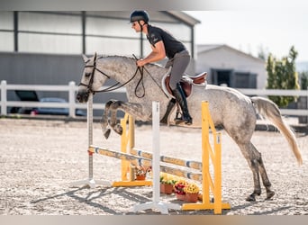 Caballo de Holstein, Yegua, 5 años, 163 cm, Tordo