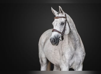 Caballo de Holstein, Yegua, 5 años, 163 cm, Tordo