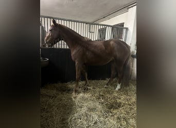 Caballo de Holstein, Yegua, 5 años, 165 cm, Alazán