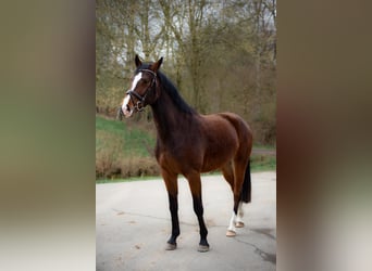 Caballo de Holstein, Yegua, 5 años, 165 cm, Castaño