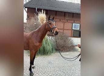 Caballo de Holstein, Yegua, 5 años, 165 cm, Castaño