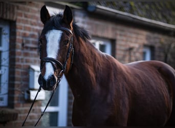 Caballo de Holstein, Yegua, 5 años, 165 cm, Castaño