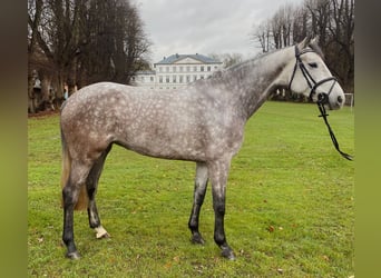 Caballo de Holstein, Yegua, 5 años, 165 cm, Tordo