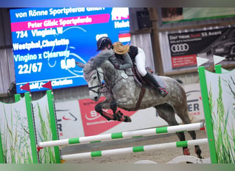 Caballo de Holstein, Yegua, 5 años, 165 cm, Tordo