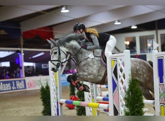 Caballo de Holstein, Yegua, 5 años, 165 cm, Tordo