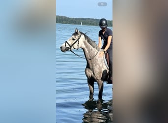 Caballo de Holstein, Yegua, 5 años, 165 cm, Tordo