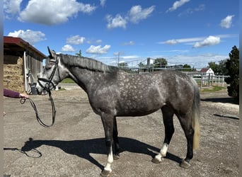 Caballo de Holstein, Yegua, 5 años, 165 cm, Tordo rodado