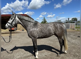 Caballo de Holstein, Yegua, 5 años, 165 cm, Tordo rodado