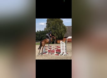 Caballo de Holstein, Yegua, 5 años, 166 cm, Alazán