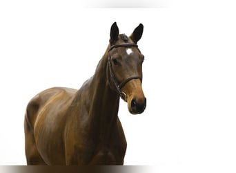 Caballo de Holstein, Yegua, 5 años, 166 cm, Castaño