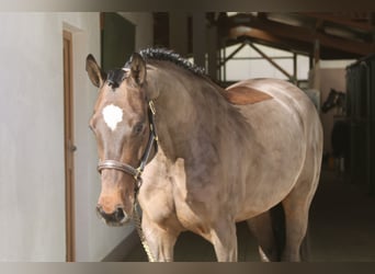 Caballo de Holstein, Yegua, 5 años, 166 cm, Castaño oscuro