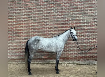 Caballo de Holstein, Yegua, 5 años, 166 cm, Tordo
