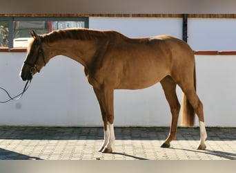Caballo de Holstein, Yegua, 5 años, 167 cm, Alazán