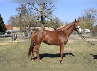 Caballo de Holstein, Yegua, 5 años, 167 cm, Alazán