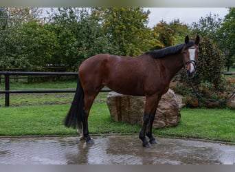 Caballo de Holstein, Yegua, 5 años, 167 cm, Castaño