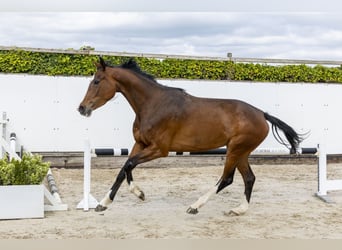 Caballo de Holstein, Yegua, 5 años, 167 cm, Castaño