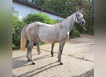 Caballo de Holstein, Yegua, 5 años, 167 cm, Tordo