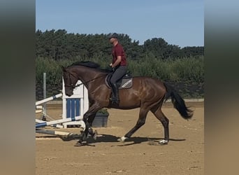 Caballo de Holstein, Yegua, 5 años, 168 cm, Castaño