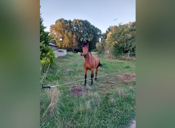 Caballo de Holstein, Yegua, 5 años, 168 cm, Castaño