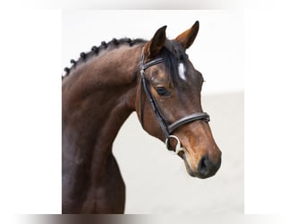 Caballo de Holstein, Yegua, 5 años, 168 cm, Castaño