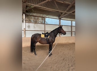 Caballo de Holstein, Yegua, 5 años, 168 cm, Castaño oscuro