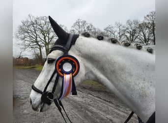 Caballo de Holstein, Yegua, 5 años, 168 cm, Tordo