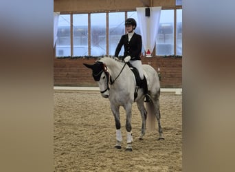 Caballo de Holstein, Yegua, 5 años, 168 cm, Tordo