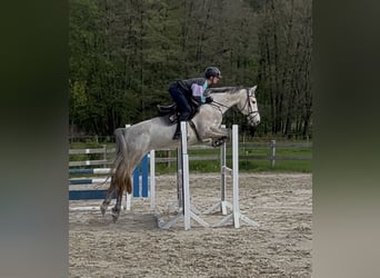 Caballo de Holstein, Yegua, 5 años, 168 cm, Tordo