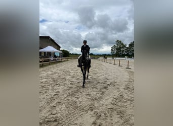 Caballo de Holstein, Yegua, 5 años, 168 cm, Tordo