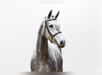 Caballo de Holstein, Yegua, 5 años, 168 cm, Tordo