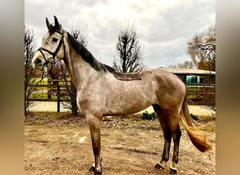 Caballo de Holstein, Yegua, 5 años, 168 cm, Tordo rodado