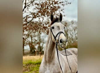 Caballo de Holstein, Yegua, 5 años, 168 cm, Tordo rodado