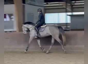 Caballo de Holstein, Yegua, 5 años, 168 cm, Tordo rodado