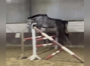 Caballo de Holstein, Yegua, 5 años, 168 cm, Tordo rodado