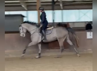 Caballo de Holstein, Yegua, 5 años, 168 cm, Tordo rodado