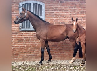 Caballo de Holstein, Yegua, 5 años, 169 cm, Castaño