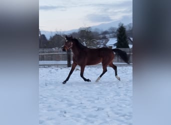Caballo de Holstein, Yegua, 5 años, 169 cm, Castaño