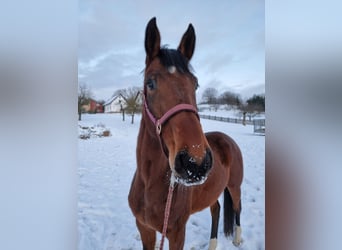 Caballo de Holstein, Yegua, 5 años, 169 cm, Castaño