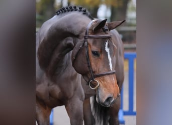 Caballo de Holstein, Yegua, 5 años, 169 cm, Castaño