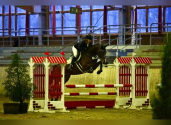 Caballo de Holstein, Yegua, 5 años, 169 cm, Castaño