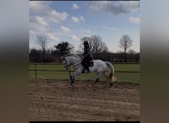 Caballo de Holstein, Yegua, 5 años, 169 cm, Tordo