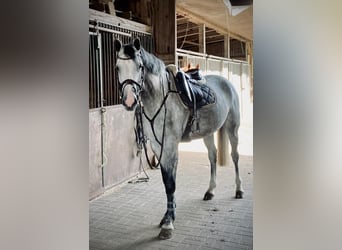 Caballo de Holstein, Yegua, 5 años, 169 cm, Tordo