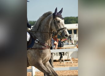 Caballo de Holstein, Yegua, 5 años, 169 cm, Tordo