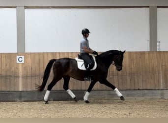 Caballo de Holstein, Yegua, 5 años, 170 cm, Castaño
