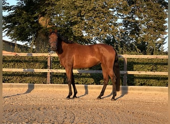 Caballo de Holstein, Yegua, 5 años, 170 cm, Castaño