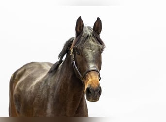 Caballo de Holstein, Yegua, 5 años, 170 cm, Castaño oscuro