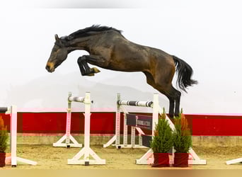 Caballo de Holstein, Yegua, 5 años, 170 cm, Castaño oscuro
